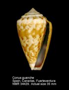 Conus guanche (3)